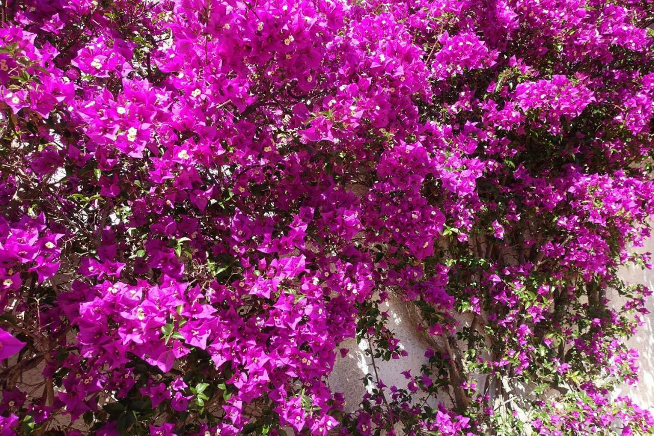 Buganvilia Praia Da Luz Ngoại thất bức ảnh